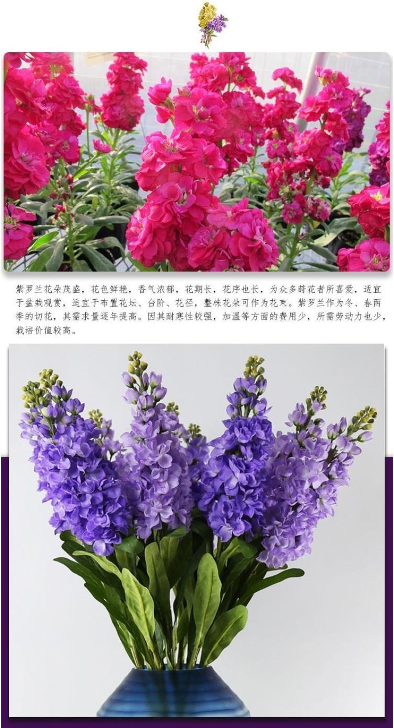 紫罗兰种子多年生室内阳台盆栽易活易种花卉春播夏播秋播籽