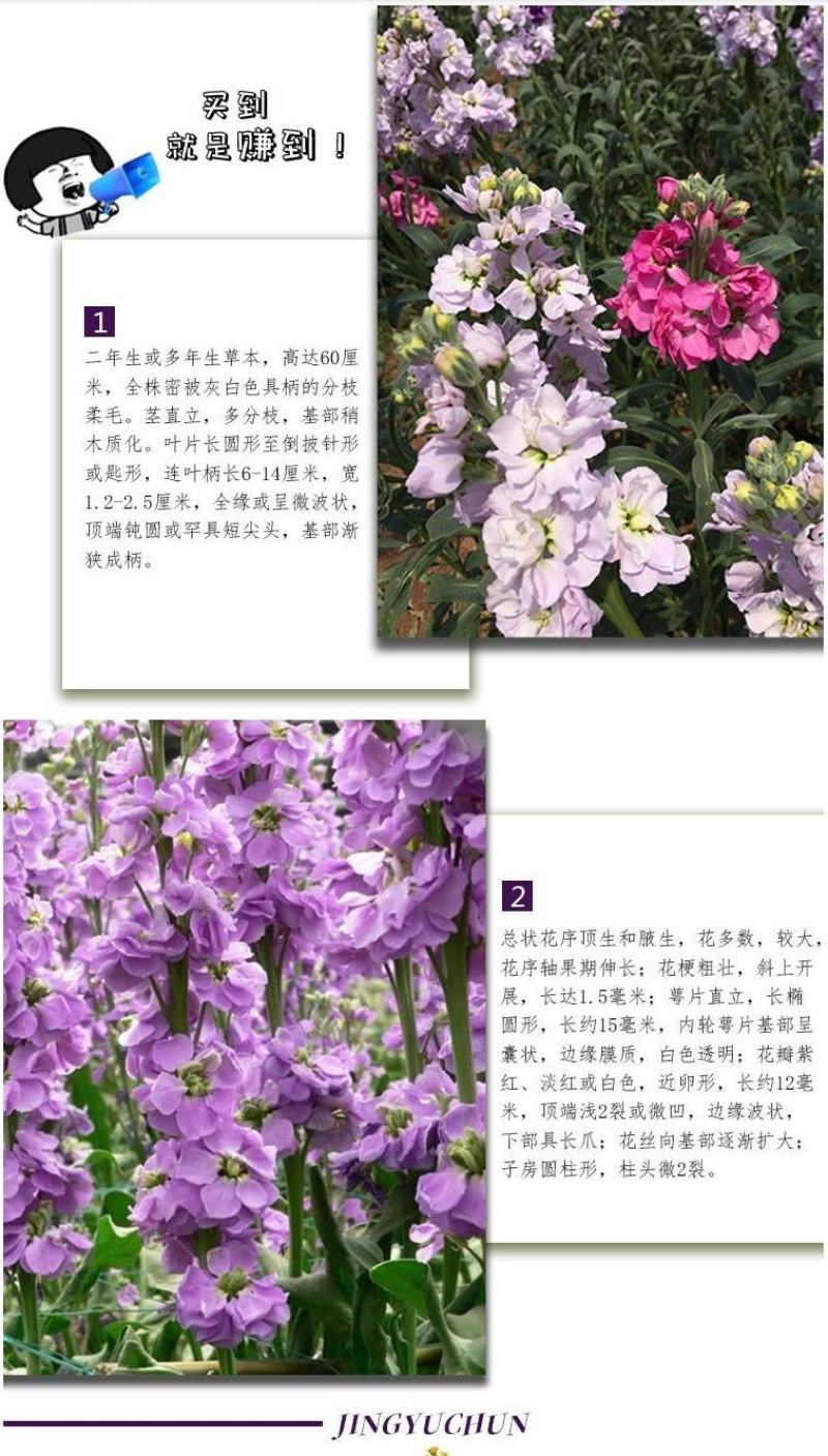 紫罗兰种子多年生室内阳台盆栽易活易种花卉春播夏播秋播籽