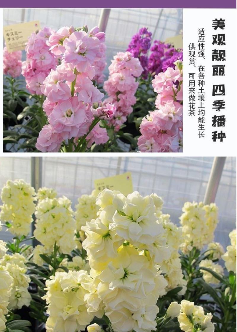 紫罗兰种子多年生室内阳台盆栽易活易种花卉春播夏播秋播籽