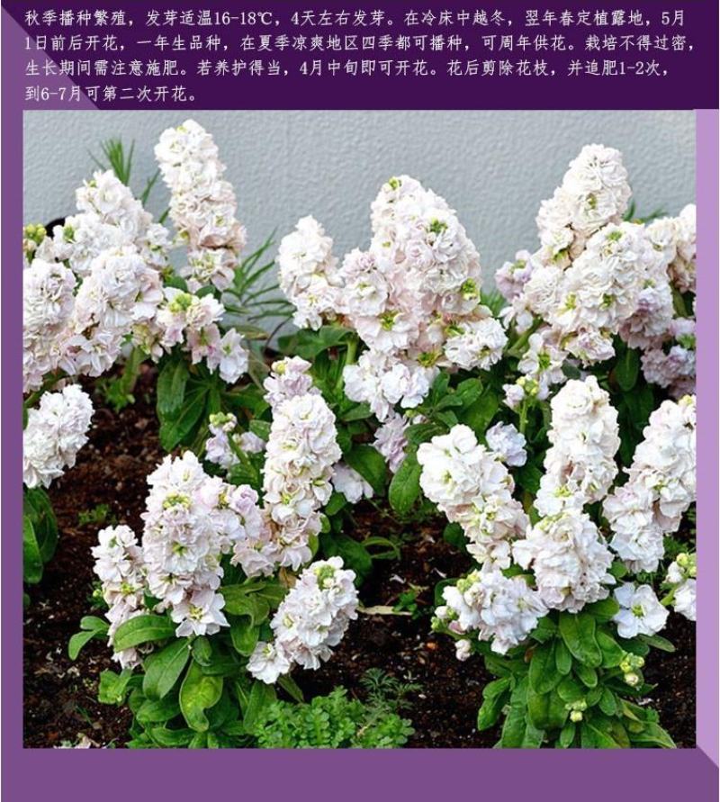 紫罗兰种子多年生室内阳台盆栽易活易种花卉春播夏播秋播籽