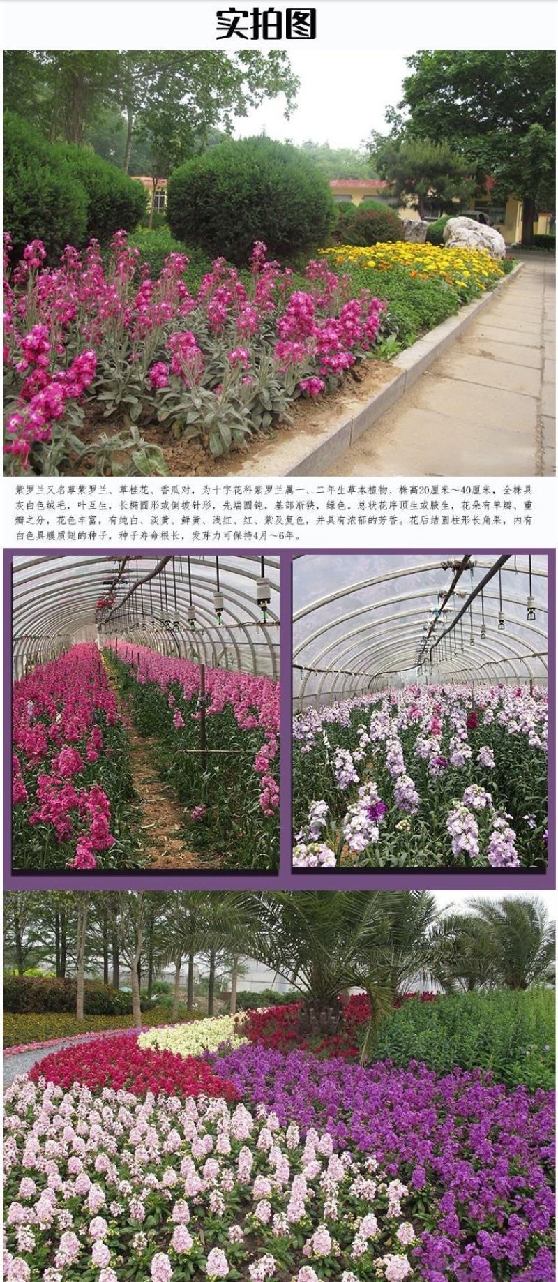 紫罗兰种子多年生室内阳台盆栽易活易种花卉春播夏播秋播籽