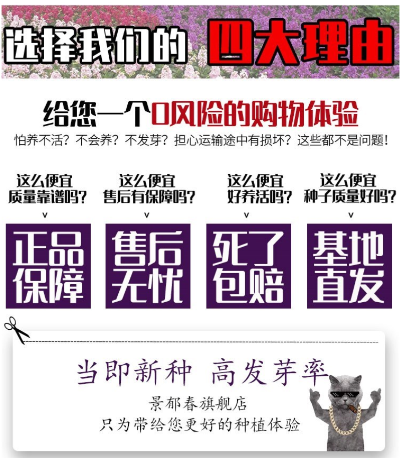 紫罗兰种子多年生室内阳台盆栽易活易种花卉春播夏播秋播籽