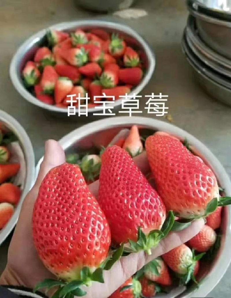 章姬草莓苗草莓苗，随株草莓苗，一手货源全国包邮