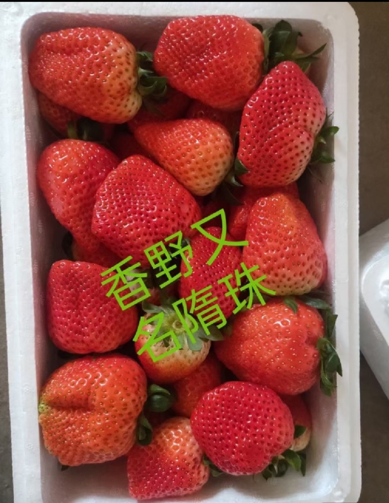 章姬草莓苗草莓苗，随株草莓苗，一手货源全国包邮
