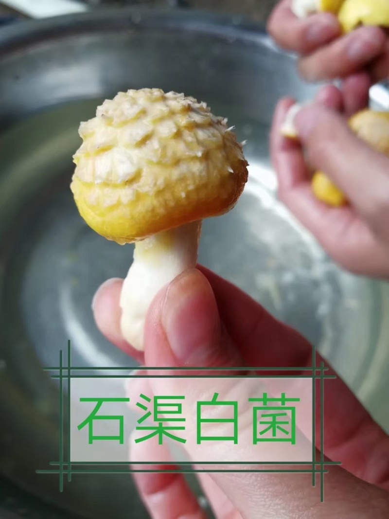 牛肝菌青菌青岗菌白菌大脚姑鸡蛋菌鸡油菌