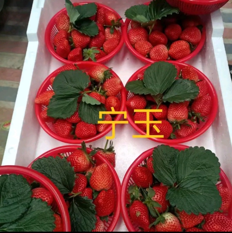 香野草莓苗天仙醉草莓苗，脱毒种苗现挖现卖基地直售