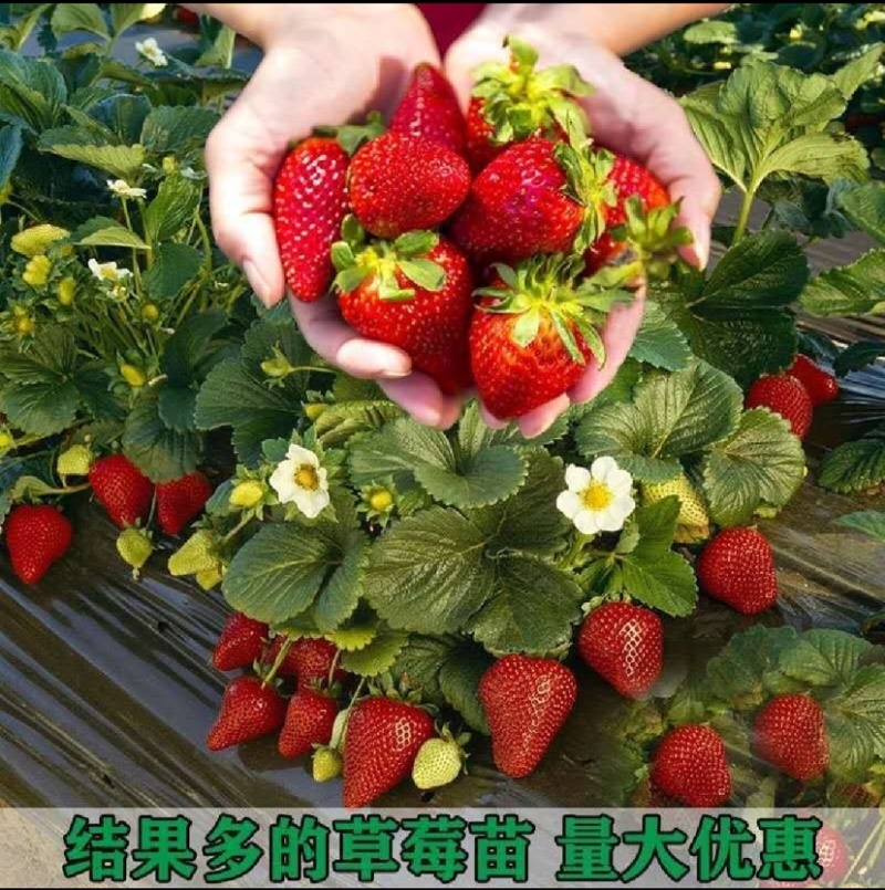 香野草莓苗天仙醉草莓苗，脱毒种苗现挖现卖基地直售