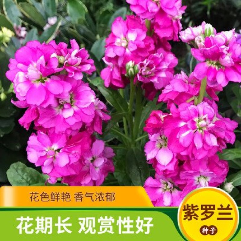 紫罗兰种子四季种易活室内盆栽花卉春季花种子花草春播花籽