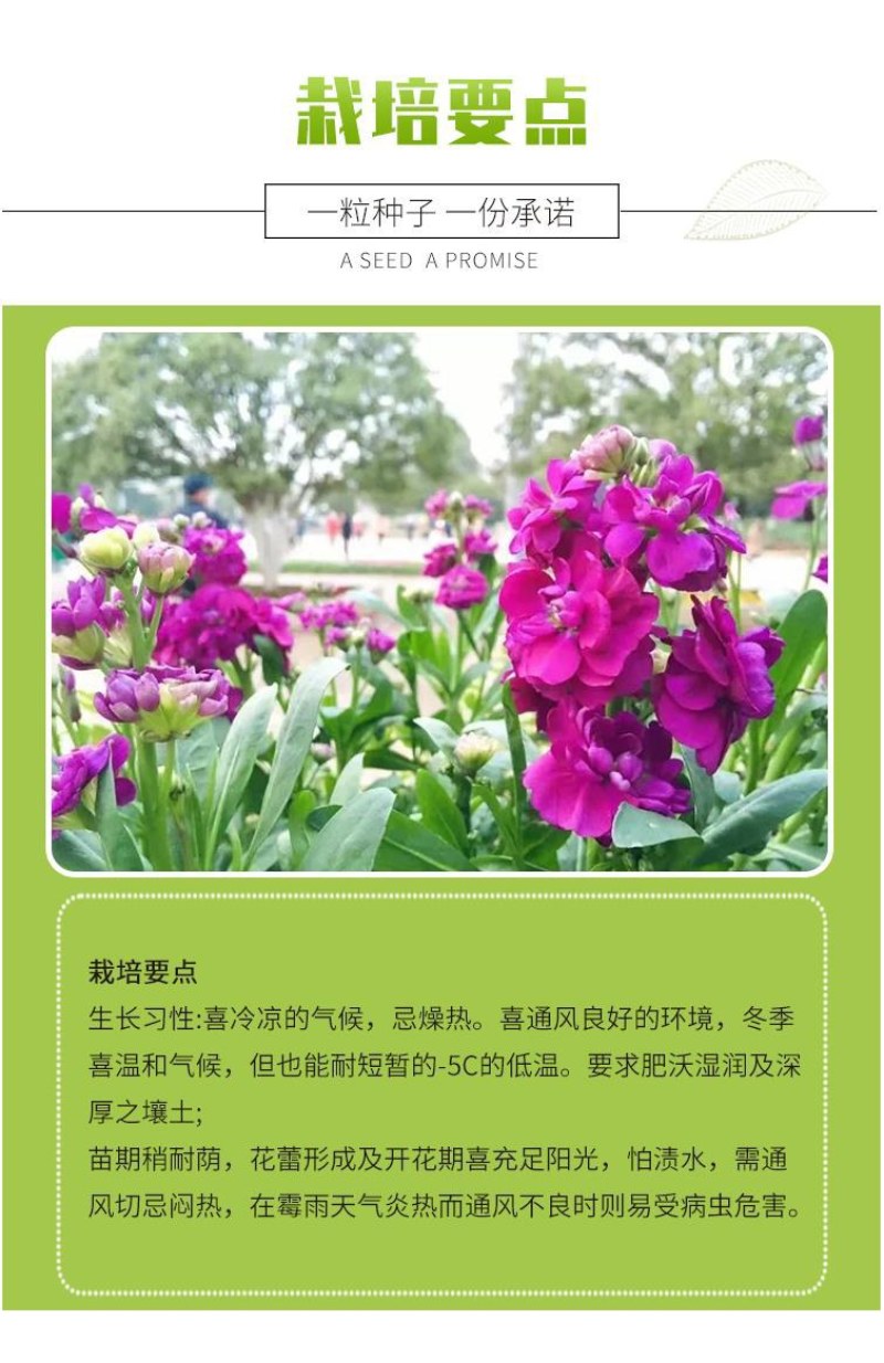 紫罗兰种子四季种易活室内盆栽花卉春季花种子花草春播花籽
