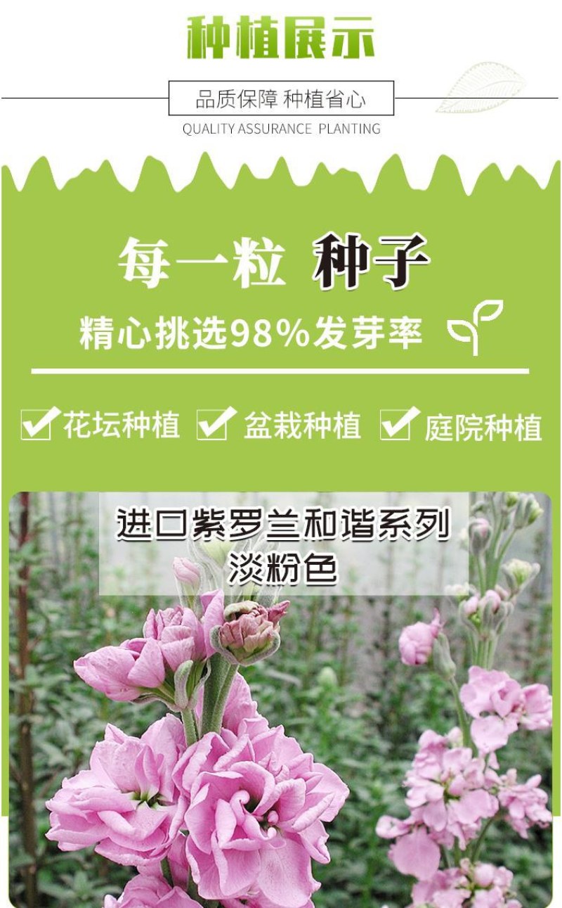 紫罗兰种子四季种易活室内盆栽花卉春季花种子花草春播花籽