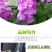 紫罗兰种子四季种易活室内盆栽花卉春季花种子花草春播花籽