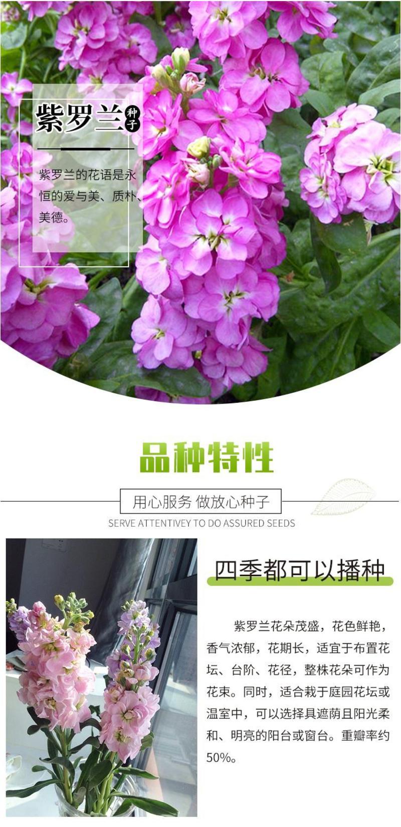 紫罗兰种子四季种易活室内盆栽花卉春季花种子花草春播花籽