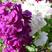 紫罗兰种子四季种易活室内盆栽花卉春季花种子花草春播花籽
