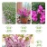 紫罗兰种子四季种易活室内盆栽花卉春季花种子花草春播花籽