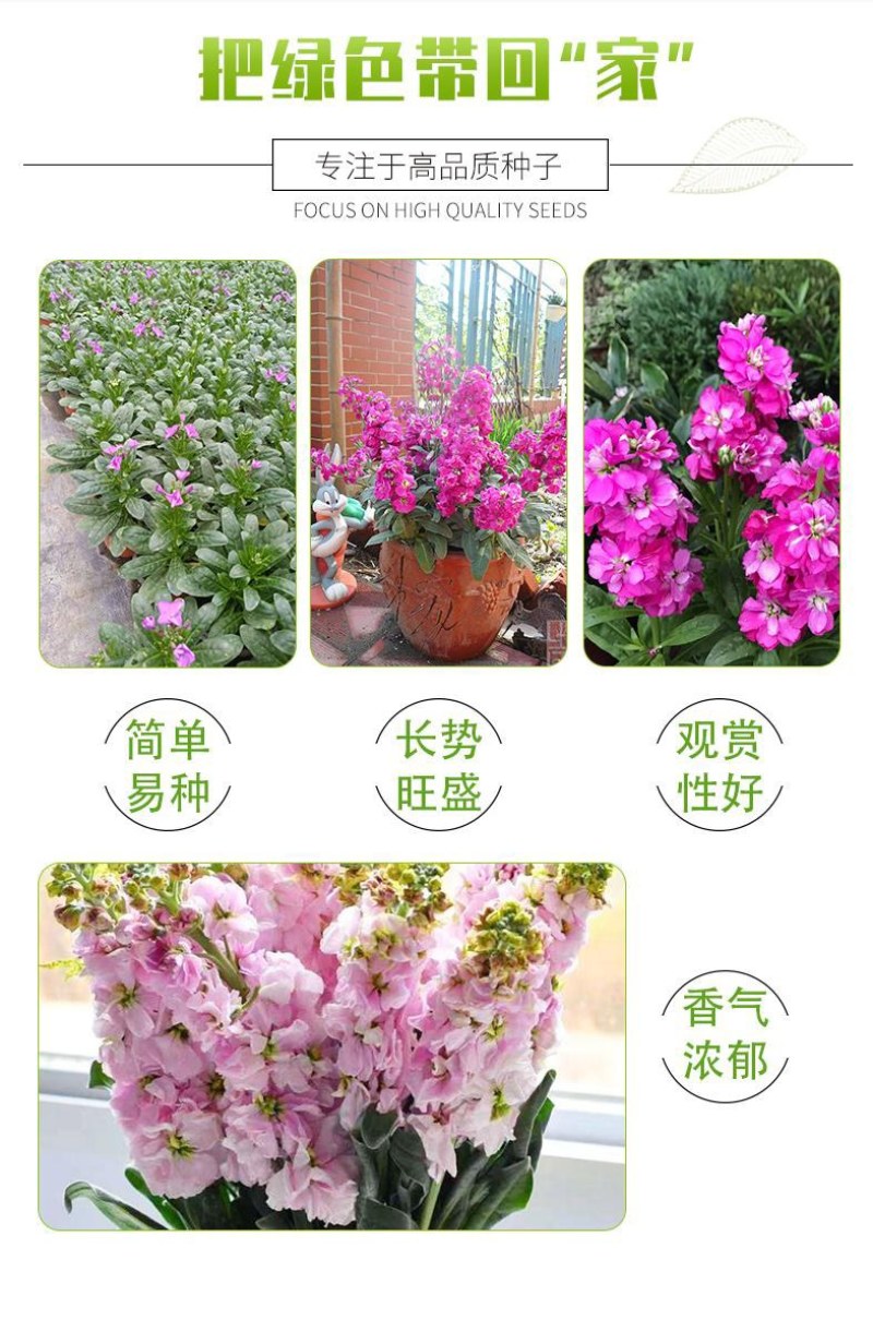 紫罗兰种子四季种易活室内盆栽花卉春季花种子花草春播花籽