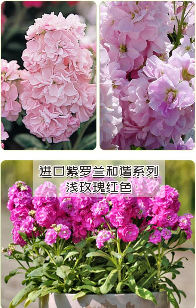 紫罗兰种子四季种易活室内盆栽花卉春季花种子花草春播花籽
