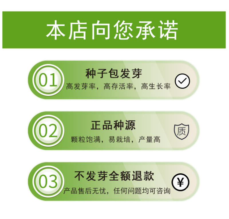 紫罗兰种子四季种易活室内盆栽花卉春季花种子花草春播花籽