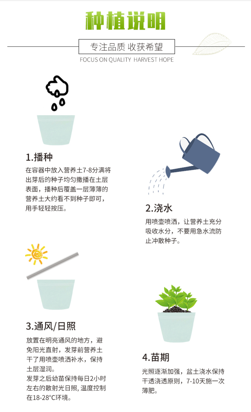 紫罗兰种子四季种易活室内盆栽花卉春季花种子花草春播花籽