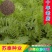 沙打旺种子多年生牧草牲畜饲料耐旱耐寒牧草防风固土