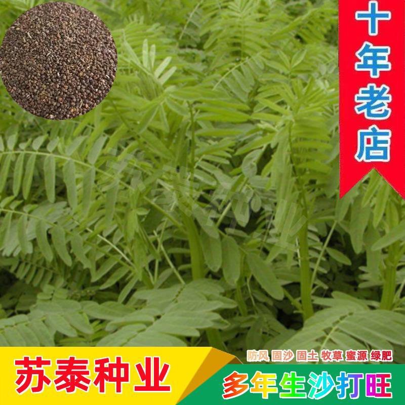 沙打旺种子多年生牧草牲畜饲料耐旱耐寒牧草防风固土