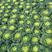 绿领黄心乌杂交种、品质鲜嫩纤维少，在-5度以内可露地越冬