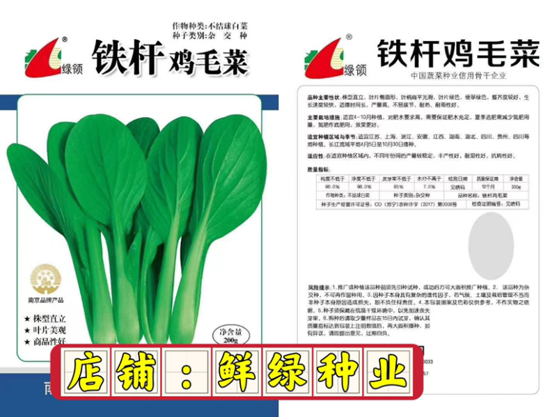 鸡毛菜株型直立，叶片绿色梗翠绿色，耐湿、耐雨性好、产量高