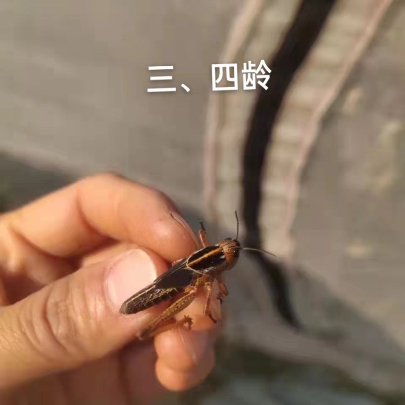搏腾养殖厂狂批：各龄虫及虫卵。新鲜活体、保质保量，诚信发