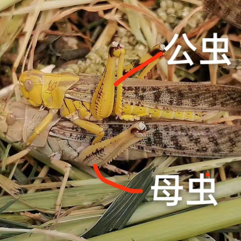 搏腾养殖厂狂批：各龄虫及虫卵。新鲜活体、保质保量，诚信发