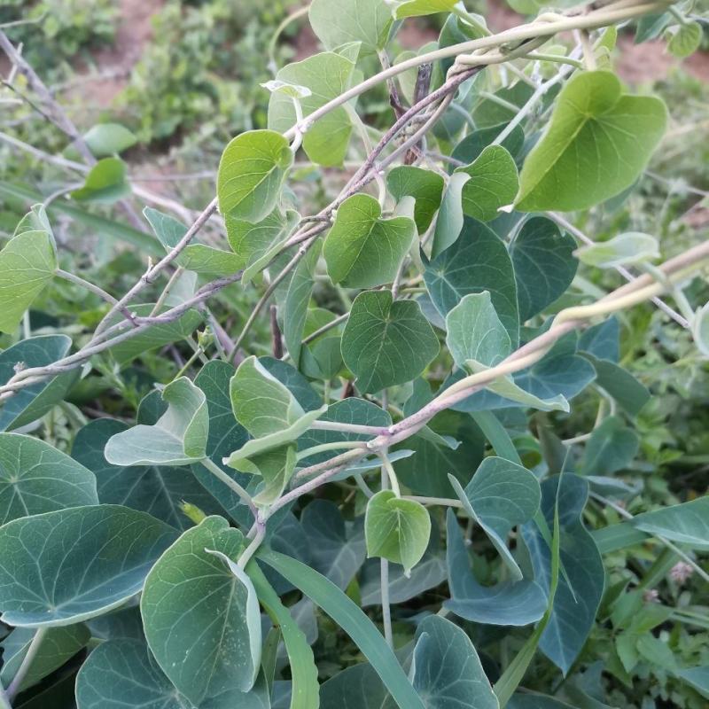 【纯野生鹅绒藤】内蒙古草原羊奶角角软毛牛皮消祖马花趋姐姐