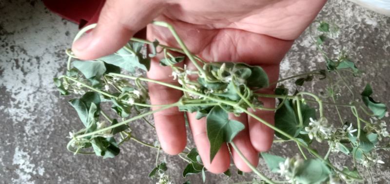 【纯野生鹅绒藤】内蒙古草原羊奶角角软毛牛皮消祖马花趋姐姐