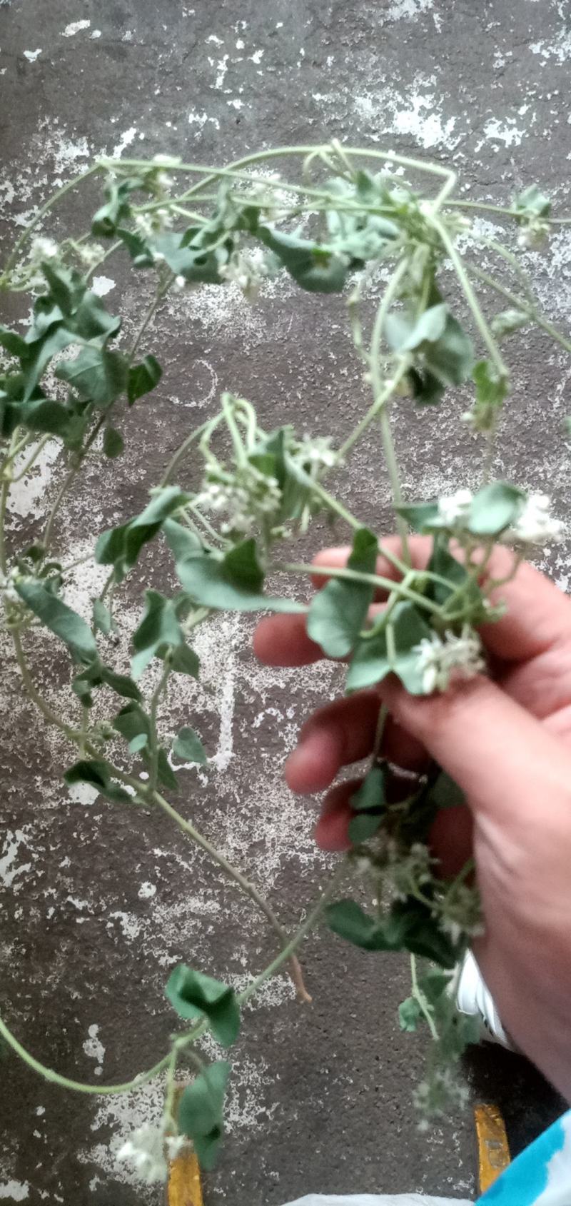 【纯野生鹅绒藤】内蒙古草原羊奶角角软毛牛皮消祖马花趋姐姐