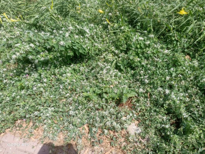 【纯野生鹅绒藤】内蒙古草原羊奶角角软毛牛皮消祖马花趋姐姐