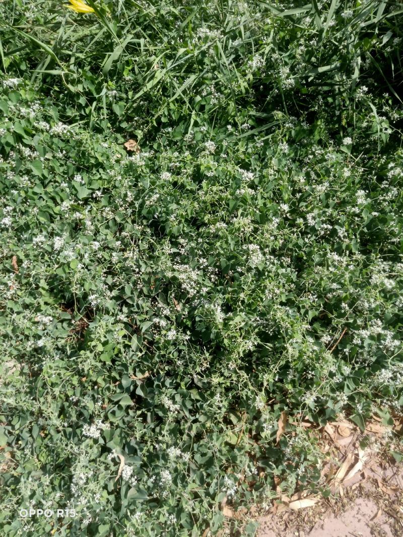【纯野生鹅绒藤】内蒙古草原羊奶角角软毛牛皮消祖马花趋姐姐