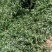 【纯野生鹅绒藤】内蒙古草原羊奶角角软毛牛皮消祖马花趋姐姐