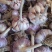 大名蒜种，紫红皮蒜种，一手货源，量大从优