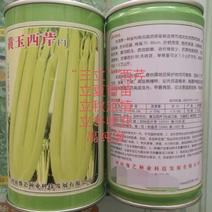 黄玉西芹菜种子芹菜种子进囗品质抗病长速度快亩3万斤
