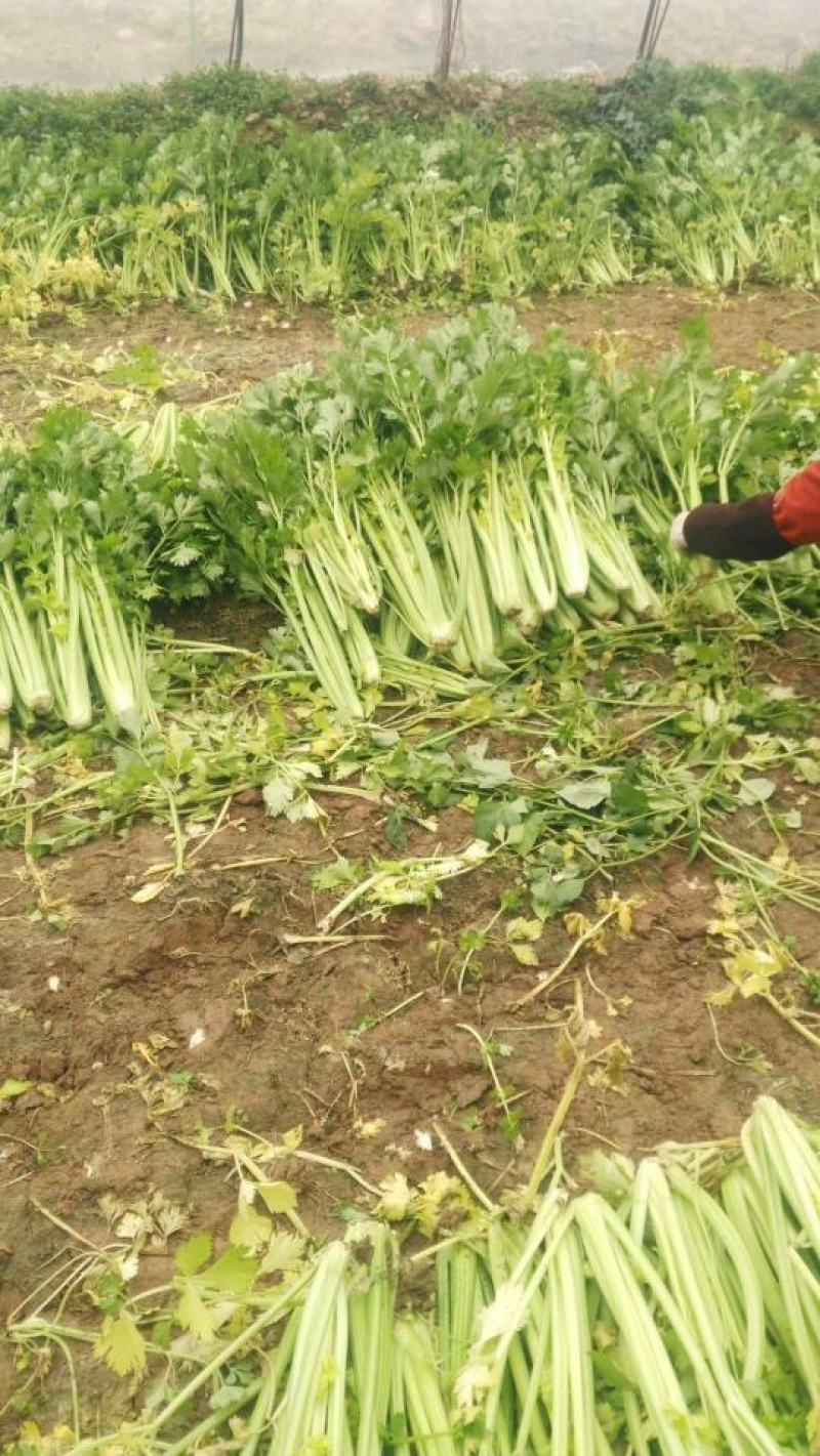 黄玉西芹菜种子芹菜种子进囗品质抗病长速度快亩3万斤