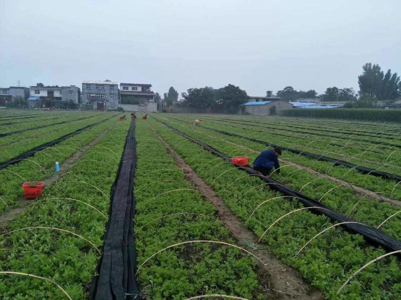 黄玉西芹菜种子芹菜种子进囗品质抗病长速度快亩3万斤