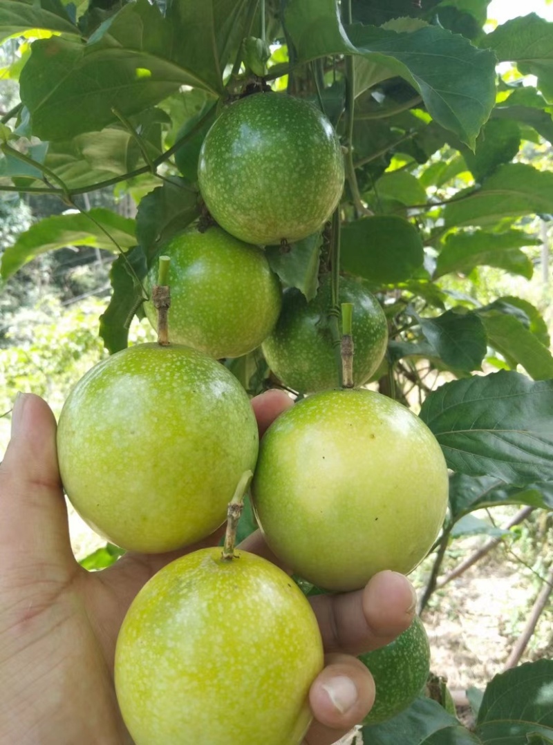 黄金百香果钦蜜9号量大质优货源产地直发