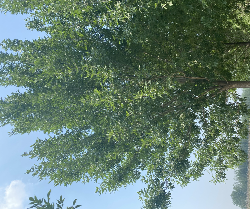 白蜡—苗圃基地大量低价出售，退林还耕苗大批量处理