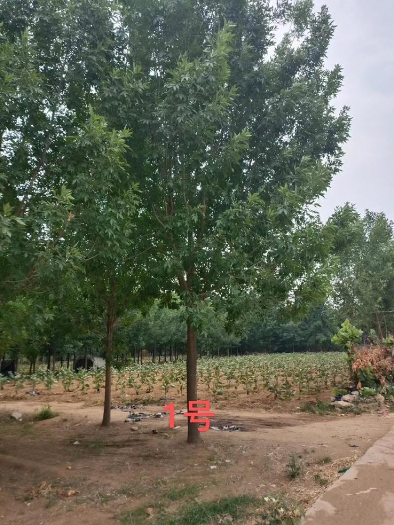 白蜡—苗圃基地大量低价出售，退林还耕苗大批量处理