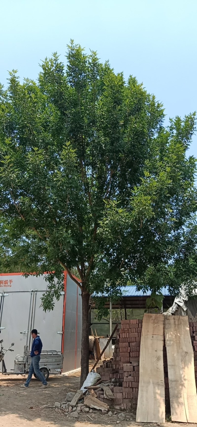 白蜡—苗圃基地大量低价出售，退林还耕苗大批量处理