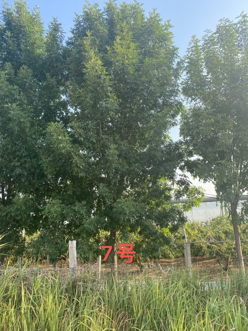 白蜡—苗圃基地大量低价出售，退林还耕苗大批量处理