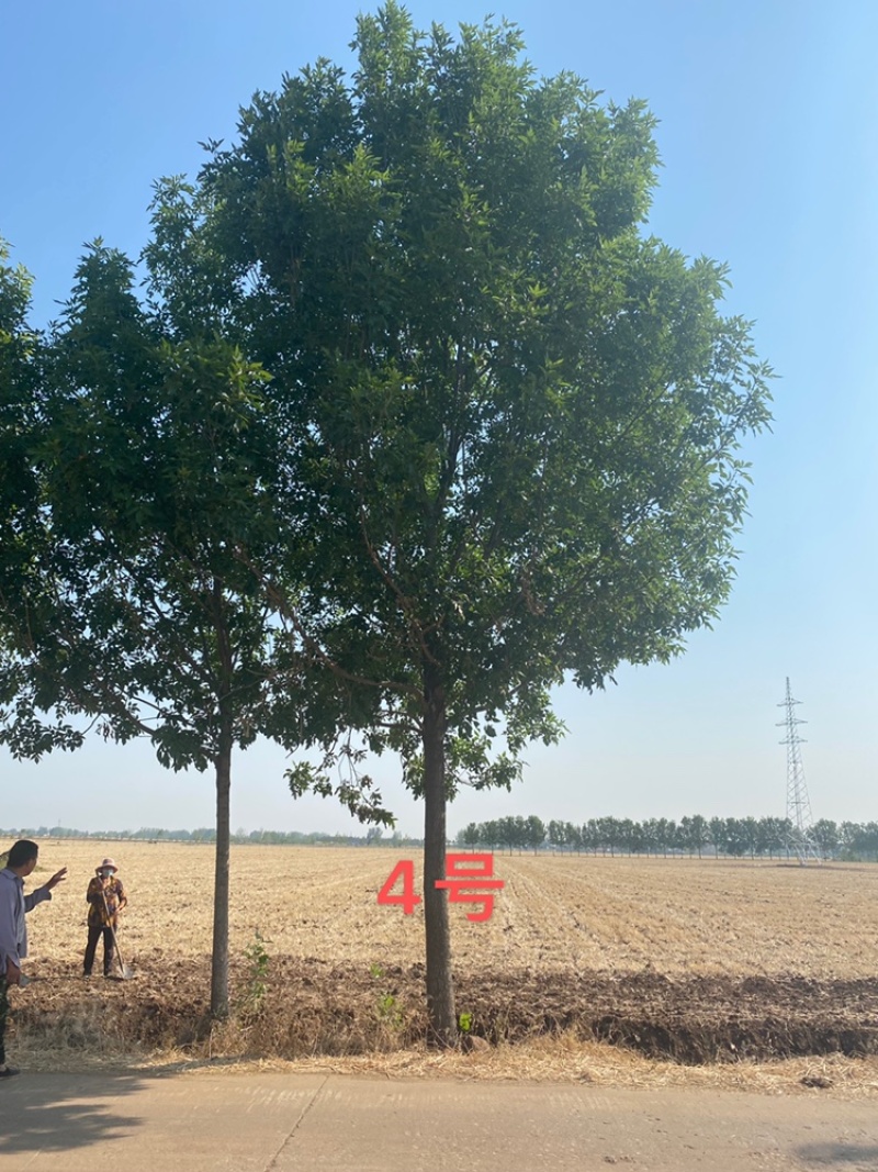 白蜡—苗圃基地大量低价出售，退林还耕苗大批量处理