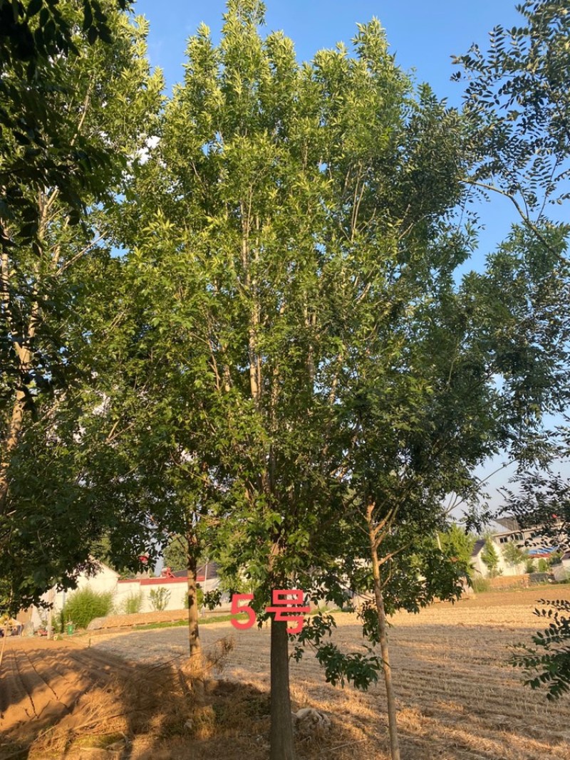 白蜡—苗圃基地大量低价出售，退林还耕苗大批量处理