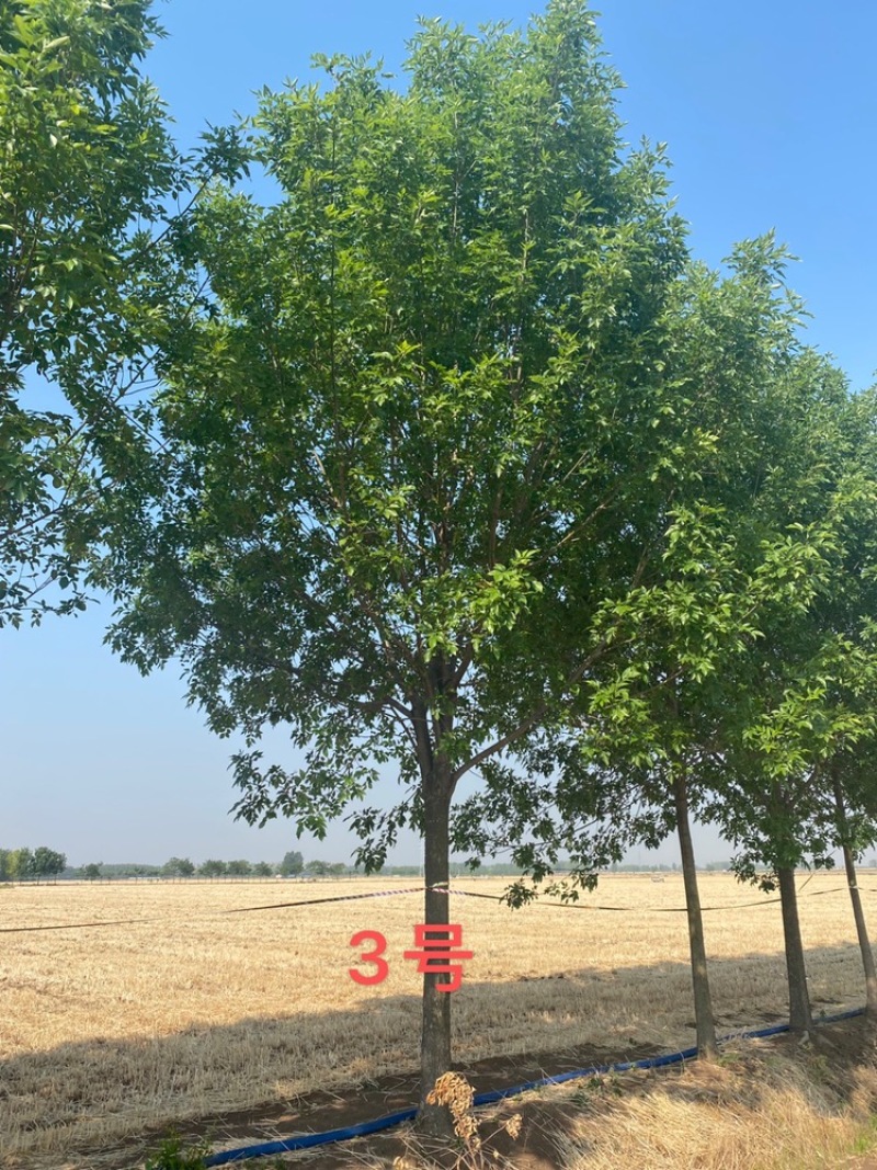 白蜡—苗圃基地大量低价出售，退林还耕苗大批量处理