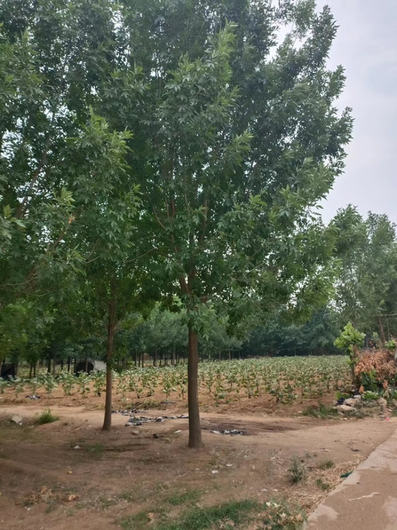 白蜡—苗圃基地大量低价出售，退林还耕苗大批量处理