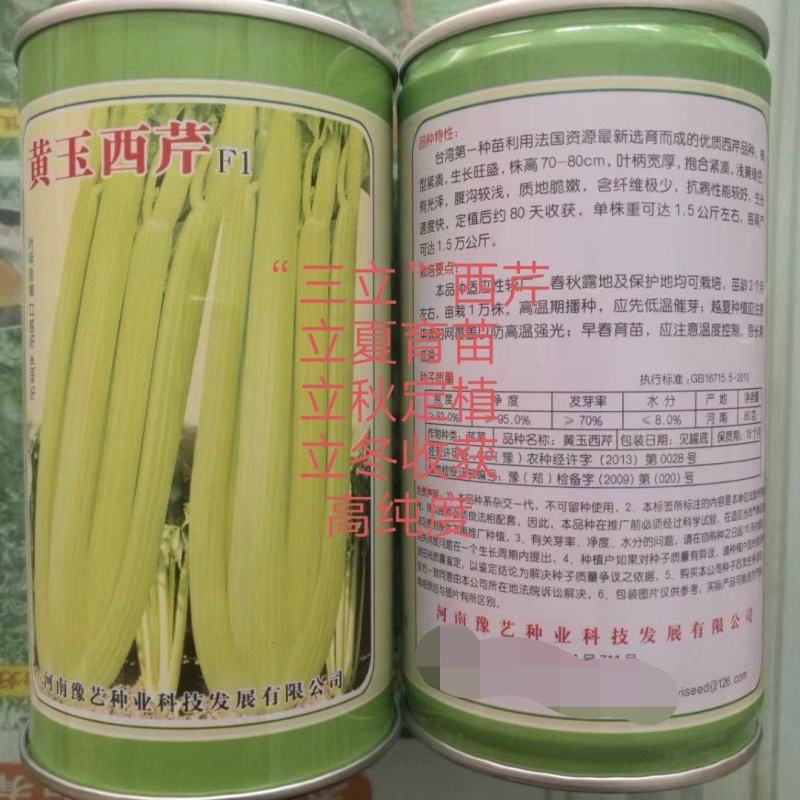 黄玉西芹种子芹菜种子进囗品质抗病生长速度快亩3万斤