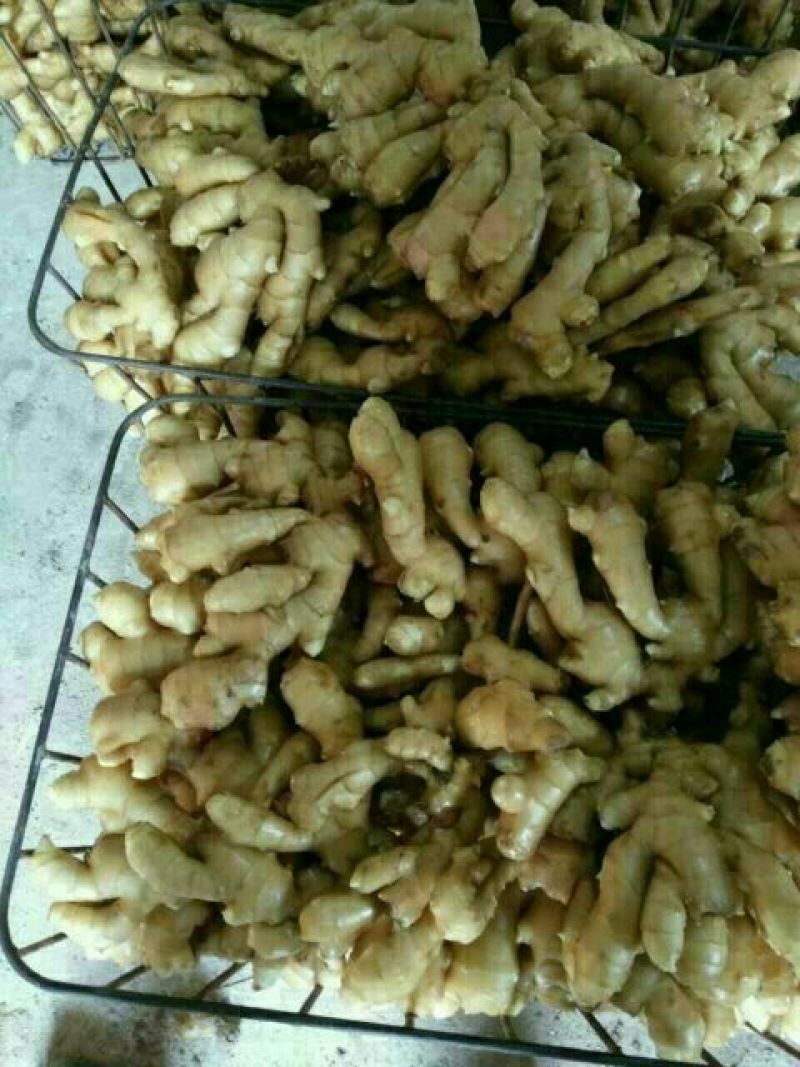 优质小黄姜常年有货产地直供质量保证全国发货诚信经营