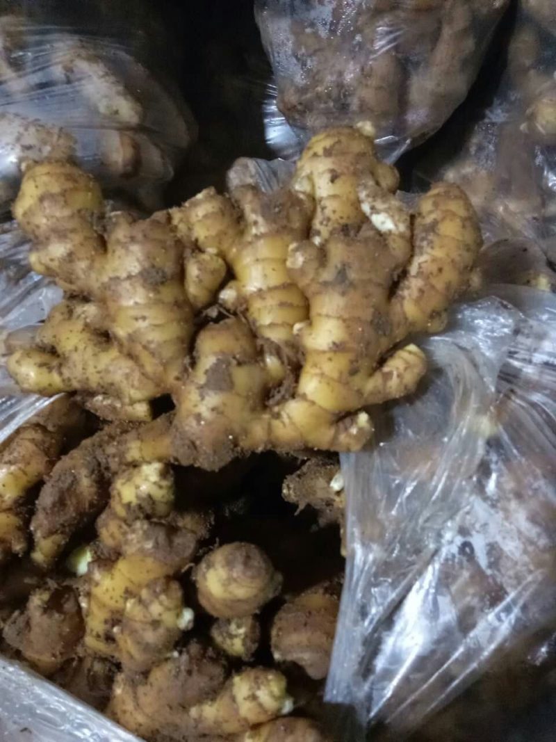 优质小黄姜常年有货产地直供质量保证全国发货诚信经营